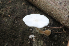 Oudemansiella australis