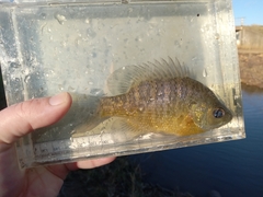 Lepomis macrochirus