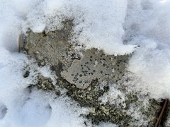 Lecanora argopholis
