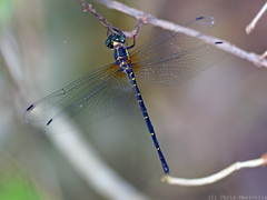 Eusynthemis nigra