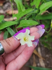 Convolvulus bonariensis