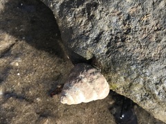 Bembicium auratum
