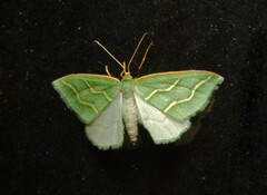 Euloxia meandraria