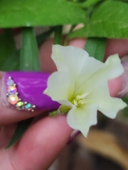 Convolvulus bonariensis