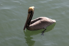 Pelecanus occidentalis