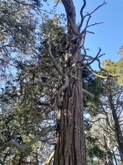 Calocedrus decurrens