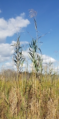 Phragmites australis berlandieri