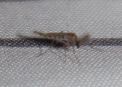 Chaoborus punctipennis