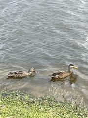 Anas platyrhynchos × fulvigula