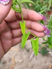 Convolvulus bonariensis