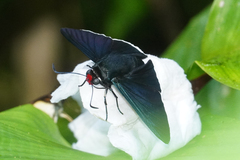 Elbella intersecta