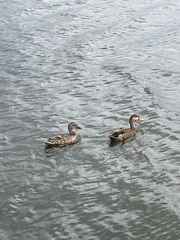 Anas platyrhynchos × fulvigula