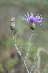 Centaurea arenaria