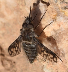 Conophorus macroglossus