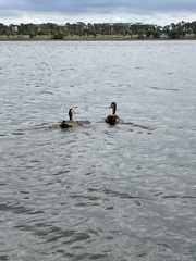 Anas platyrhynchos × fulvigula