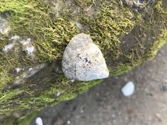 Bembicium auratum