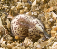 Lutraria lutraria