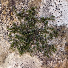 Frullania