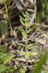Teucrium scordium
