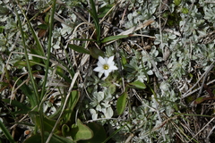 Gentiana fremontii