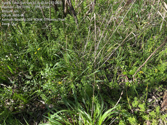 Tauschia texana