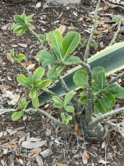 Pittosporum tobira