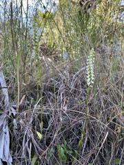 Spiranthes triloba