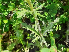 Valerianella