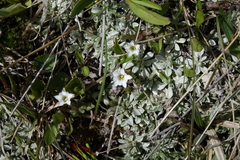 Gentiana fremontii