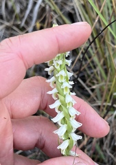 Spiranthes triloba