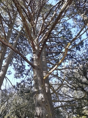 Calocedrus decurrens