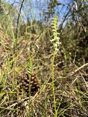 Spiranthes triloba