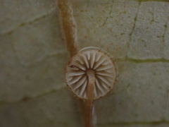 Crinipellis filiformis