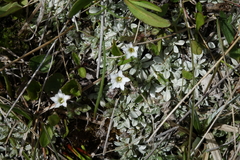 Gentiana fremontii