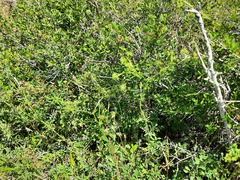 Valerianella