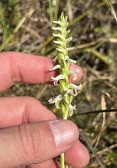 Spiranthes triloba