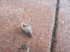 Bulimulus guadalupensis