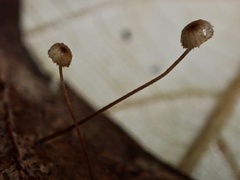 Crinipellis filiformis