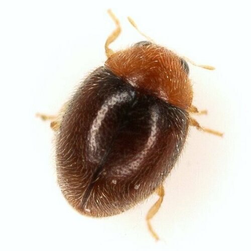 Diomus debilis