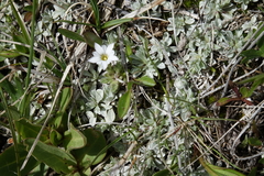 Gentiana fremontii
