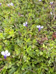 Lindernia grandiflora