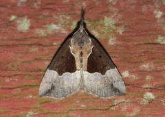Hypena bijugalis