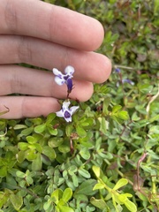 Lindernia grandiflora