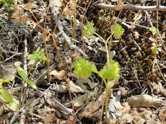 Valerianella carinata