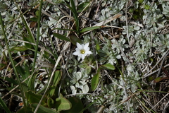 Gentiana fremontii