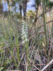 Spiranthes triloba