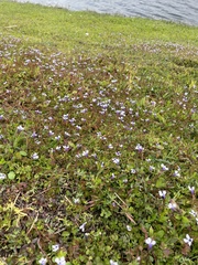 Lindernia grandiflora