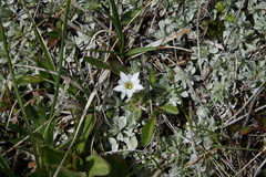 Gentiana fremontii