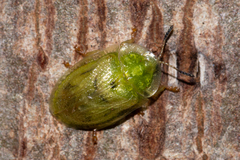 Cassidinae