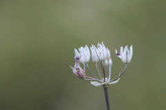 Allium moschatum